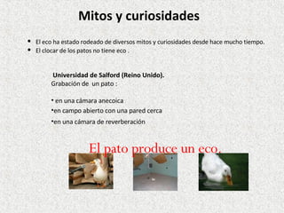 El eco ha estado rodeado de diversos mitos y curiosidades desde hace mucho tiempo. El clocar de los patos no tiene eco . Mitos y curiosidades Universidad de Salford (Reino Unido). Grabación de  un pato : en una cámara anecoica  en una cámara de reverberación  en campo abierto con una pared cerca El pato produce un eco. 