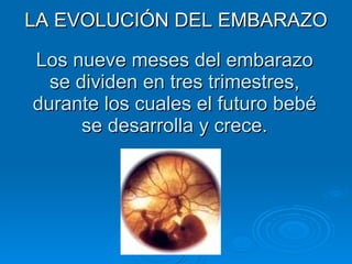 Los nueve meses del embarazo se dividen en tres trimestres, durante los cuales el futuro bebé se desarrolla y crece. LA EVOLUCIÓN DEL EMBARAZO