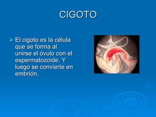 CIGOTO El cigoto es la célula que se forma al unirse el óvulo con el espermatozoide. Y luego se convierte en embrión.