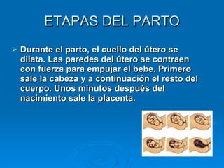 ETAPAS DEL PARTO Durante el parto, el cuello del útero se dilata. Las paredes del útero se contraen con fuerza para empujar el bebe. Primero sale la cabeza y a continuación el resto del cuerpo. Unos minutos después del nacimiento sale la placenta.