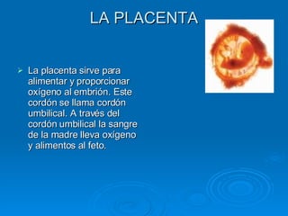LA PLACENTA La placenta sirve para alimentar y proporcionar oxígeno al embrión. Este cordón se llama cordón umbilical. A través del cordón umbilical la sangre de la madre lleva oxígeno y alimentos al feto.