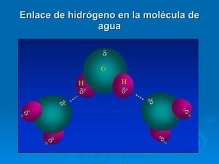 Enlace de hidrógeno en la molécula de agua 