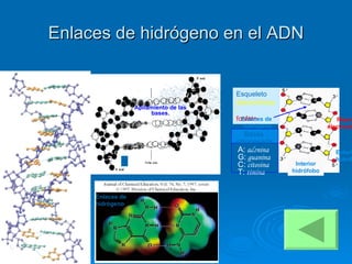Enlaces de hidrógeno en el ADN Apilamiento de las bases. Enlaces de hidrógeno Interior hidrófobo Esqueleto   desoxiribosa- fosfato Enlaces de hidrógeno Exterior hidrófilo A:  adenina G:  guanina C:  citosina T:  timina Bases nitrogenadas Repulsión electrostática 
