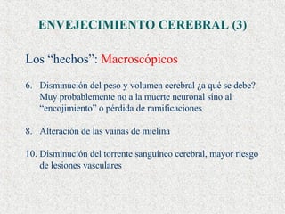 ENVEJECIMIENTO CEREBRAL (3) Los “hechos”:  Macroscópicos Disminución del peso y volumen cerebral ¿a qué se debe? Muy probablemente no a la muerte neuronal sino al “encojimiento” o pérdida de ramificaciones Alteración de las vainas de mielina Disminución del torrente sanguíneo cerebral, mayor riesgo de lesiones vasculares 