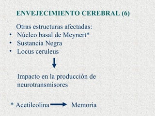 ENVEJECIMIENTO CEREBRAL (6) Otras estructuras afectadas: Núcleo basal de Meynert* Sustancia Negra Locus ceruleus * Acetilcolina  Memoria Impacto en la producción de neurotransmisores 