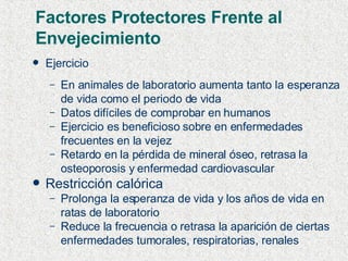 Factores Protectores Frente al Envejecimiento   Ejercicio  En animales de laboratorio aumenta tanto la esperanza de vida como el periodo de vida Datos difíciles de comprobar en humanos Ejercicio es beneficioso sobre en enfermedades frecuentes en la vejez Retardo en la pérdida de mineral óseo, retrasa la osteoporosis y enfermedad cardiovascular Restricción calórica Prolonga la esperanza de vida y los años de vida en ratas de laboratorio Reduce la frecuencia o retrasa la aparición de ciertas enfermedades tumorales, respiratorias, renales 