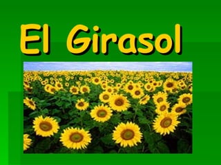 El Girasol 