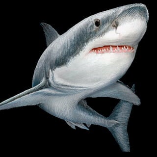 El gran-tiburon-blanco