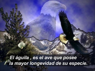 29/05/09 El águila , es el ave que posee  la mayor longevidad de su especie. 