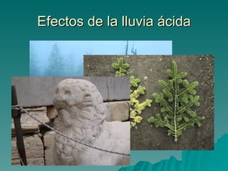 Efectos de la lluvia ácida 