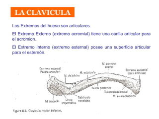 LA CLAVICULA Los Extremos del hueso son articulares.  El Extremo Externo (extremo acromial) tiene una carilla articular para el acromion. El Extremo Interno (extremo esternal) posee una superficie articular para el esternón. 