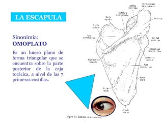 LA ESCAPULA Sinonimia:  OMOPLATO Es un hueso plano de forma triangular que se encuentra sobre la parte posterior de la caja torácica, a nivel de las 7 primeras costillas. 