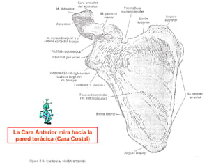 La Cara Anterior mira hacia la pared torácica (Cara Costal) 