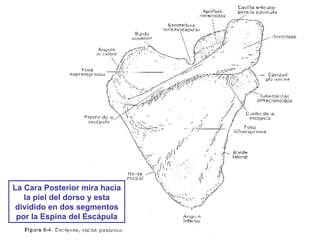 La Cara Posterior mira hacia la piel del dorso y esta dividido en dos segmentos por la Espina del Escápula 