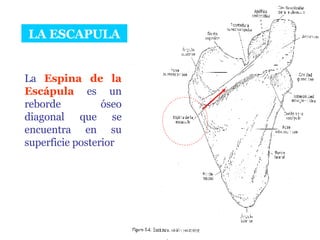 LA ESCAPULA La  Espina de la Escápula  es un reborde óseo diagonal que se encuentra en su superficie posterior 