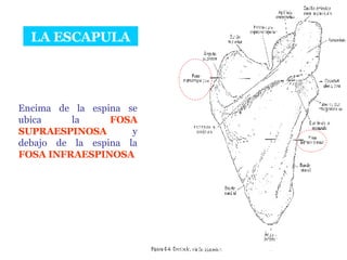 LA ESCAPULA Encima de la espina se ubica la  FOSA SUPRAESPINOSA  y debajo de la espina la  FOSA INFRAESPINOSA 