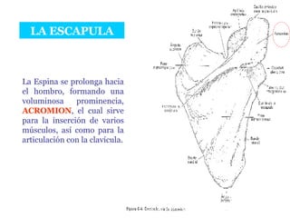 LA ESCAPULA La Espina se prolonga hacia el hombro, formando una voluminosa prominencia,  ACROMION , el cual sirve para la inserción de varios músculos, así como para la articulación con la clavícula. 