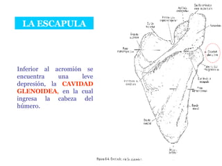LA ESCAPULA Inferior al acromión se encuentra una leve depresión, la  CAVIDAD GLENOIDEA ,  en la cual ingresa la cabeza del húmero. 