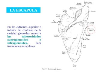 LA ESCAPULA En los extremos superior e inferior del contorno de la cavidad glenoidea muestra  las tuberosidades supraglenoidea e infraglenoidea,   para inserciones musculares. 