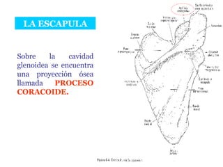 LA ESCAPULA Sobre la cavidad glenoidea se encuentra una proyección ósea llamada  PROCESO CORACOIDE. 