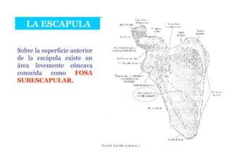 LA ESCAPULA Sobre la superficie anterior de la escápula existe un área levemente cóncava conocida como  FOSA SUBESCAPULAR. 