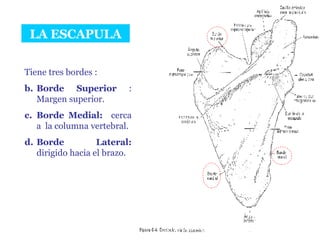 LA ESCAPULA Tiene tres bordes : Borde Superior  : Margen superior. Borde Medial:   cerca a  la columna vertebral. Borde Lateral:  dirigido hacia el brazo. 