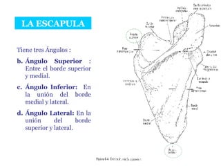 LA ESCAPULA Tiene tres Ángulos : Ángulo Superior  : Entre el borde superior y medial. Ángulo Inferior:   En la unión del borde medial y lateral. Ángulo Lateral:  En la unión del borde superior y lateral. 