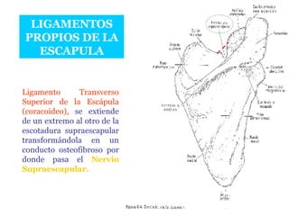 LIGAMENTOS PROPIOS DE LA ESCAPULA Ligamento Transverso Superior de la Escápula (coracoideo),  se extiende de un extremo al otro de la escotadura supraescapular transformándola en un conducto osteofibroso por donde pasa el  Nervio Supraescapular. 