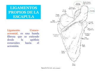 LIGAMENTOS PROPIOS DE LA ESCAPULA Ligamento Coraco-acromial,  es una banda fibrosa que se extiende desde la apófisis coracoides hacia el acromión. 