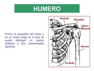 HUMERO Forma el esqueleto del brazo y es un hueso largo en el que se puede distinguir un cuerpo (diáfisis) y dos extremidades (epífisis). 