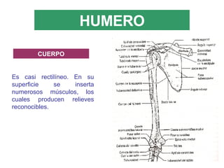 HUMERO Es casi rectilíneo. En su superficie se inserta numerosos músculos, los cuales producen relieves reconocibles. CUERPO 
