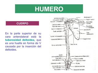 HUMERO En la parte superior de su cara anterolateral está la  tuberosidad deltoidea,  que es una huella en forma de V causada por la inserción del deltoides. CUERPO 