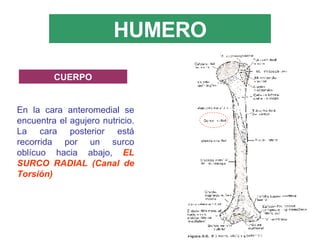 HUMERO En la cara anteromedial se encuentra el agujero nutricio. La cara posterior está recorrida por un surco oblícuo hacia abajo,  EL SURCO RADIAL (Canal de Torsión) CUERPO 
