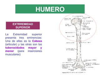 HUMERO La Extremidad superior presenta tres eminencias: Una de ellas es la  Cabeza  (articular) y las otras son las  tuberosidades mayor y menor  (para inserciones musculares) EXTRREMIDAD SUPERIOR 