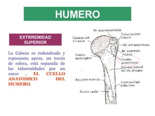 HUMERO La Cabeza es redondeada y representa aprox. un tercio de esfera, está separada de las tuberosidades por un surco ,  EL CUELLO ANATOMICO DEL HUMERO. EXTRREMIDAD SUPERIOR 