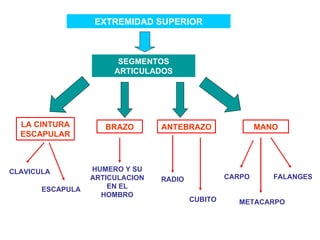 EXTREMIDAD SUPERIOR SEGMENTOS ARTICULADOS LA CINTURA ESCAPULAR CLAVICULA ESCAPULA BRAZO ANTEBRAZO MANO HUMERO Y SU ARTICULACION EN EL HOMBRO RADIO CUBITO CARPO METACARPO FALANGES 