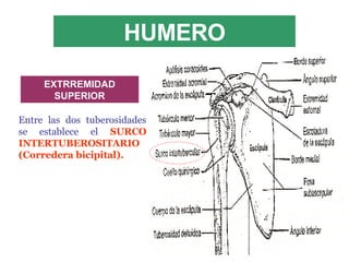HUMERO Entre las dos tuberosidades se establece el  SURCO INTERTUBEROSITARIO (Corredera bicipital). EXTRREMIDAD SUPERIOR 