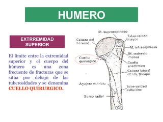 HUMERO El límite entre la extremidad superior y el cuerpo del húmero es una zona frecuente de fracturas que se sitúa por debajo de las tuberosidades y se denomina  CUELLO QUIRURGICO. EXTRREMIDAD SUPERIOR 