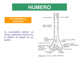 HUMERO La extremidad inferior es ancha y aplanada y forma con la diáfisis un ángulo de 45 grados. EXTRREMIDAD INFERIOR 