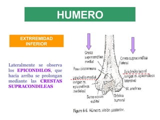HUMERO Lateralmente se observa los  EPICONDILOS , que hacia arriba se prolongan mediante las  CRESTAS SUPRACONDILEAS EXTRREMIDAD INFERIOR 