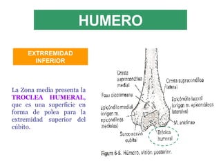 HUMERO La Zona media presenta la  TROCLEA HUMERAL , que es una superficie en forma de polea para la extremidad superior del cúbito . EXTRREMIDAD INFERIOR 