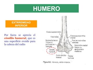 HUMERO Por fuera se aprecia el  cóndilo humeral , que es una superficie ovoide para la cabeza del radio EXTRREMIDAD INFERIOR 