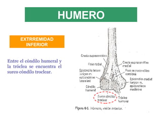 HUMERO Entre el cóndilo humeral y la tróclea se encuentra el surco cóndilo troclear. EXTRREMIDAD INFERIOR 