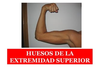 HUESOS DE LA EXTREMIDAD SUPERIOR 