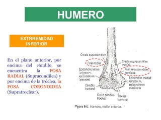 HUMERO En el plano anterior, por encima del cóndilo, se encuentra la  FOSA RADIAL  (Supracondílea) y por encima de la tróclea,  la FOSA CORONOIDEA  (Supratroclear). EXTRREMIDAD INFERIOR 
