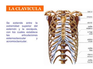 LA CLAVICULA Se extiende entre la extremidad superior del esternón y la escápula, con los cuales establece las articulaciones esternoclavicular y acromioclavicular. 