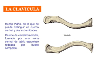LA CLAVICULA Hueso Plano, en la que se puede distinguir un cuerpo central y dos extremidades. Carece de cavidad medular, formado por una zona central de tejido esponjoso rodeada por hueso compacto. 