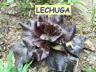 LECHUGA
 
