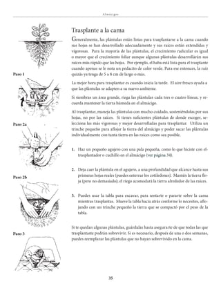 35
A l mácigos
Trasplante a la cama
Generalmente, las plántulas están listas para trasplantarse a la cama cuando
sus hojas se han desarrollado adecuadamente y sus raíces están extendidas y
vigorosas. Para la mayoría de las plántulas, el crecimiento radicular es igual
o mayor que el crecimiento foliar aunque algunas plántulas desarrollarán sus
raíces más rápido que las hojas. Por ejemplo, el haba está lista para el trasplante
cuando apenas se le nota un pedacito de color verde. Para ese entonces, la raíz
quizás ya tenga de 5 a 8 cm de largo o más.
La mejor hora para trasplantar es cuando inicia la tarde. El aire fresco ayuda a
que las plántulas se adapten a su nuevo ambiente.
Si siembras un área grande, riega las plántulas cada tres o cuatro líneas, y re-
cuerda mantener la tierra húmeda en el almácigo.
Al trasplantar, maneja las plántulas con mucho cuidado, sosteniéndolas por sus
hojas, no por las raíces. Si tienes suficientes plántulas de donde escoger, se-
lecciona las más vigorosas y mejor desarrolladas para trasplantar. Utiliza un
trinche pequeño para aflojar la tierra del almácigo y poder sacar las plántulas
individualmente con tanta tierra en las raíces como sea posible.
1. Haz un pequeño agujero con una pala pequeña, como lo que hiciste con el-
trasplantador o cuchillo en el almácigo (ver página 34).
2. Deja caer la plántula en el agujero, a una profundidad que alcance hasta sus
primeras hojas reales (puedes enterrar los cotiledones). Mantén la tierra flo-
ja (pero no demasiado); el riego acomodará la tierra alrededor de las raíces.
3. Puedes usar la tabla para excavar, para sentarte o pararte sobre la cama
mientras trasplantas. Mueve la tabla hacia atrás conforme lo necesites, aflo-
jando con un trinche pequeño la tierra que se compactó por el peso de la
tabla.
Si te quedan algunas plántulas, guárdalas hasta asegurarte de que todas las que
trasplantaste podrán sobrevivir. Si es necesario, después de una o dos semanas,
puedes reemplazar las plántulas que no hayan sobrevivido en la cama.
Paso 1
Paso 2a
Paso 2b
Paso 3
 