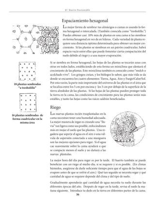 E l Huer to S u stent able
36
Espaciamiento hexagonal
La mejor forma de sembrar tus almácigos o camas es usando la for-
ma hexagonal o intercalada. (También conocida como “tresbolillo.”)
Puedes obtener casi 10% más de plantas en una cama si las siembras
en forma hexagonal en vez de en hileras. Cada variedad de planta re-
quiere una distancia óptima determinada para obtener un mejor cre-
cimiento. Si las plantas se siembran en un patrón cuadricular, habrá
espacio vacío entre ellas que puede fomentar cierta compactación del
suelo debido al riego y a una mayor evaporación.
Si se siembra en forma hexagonal, las hojas de las plantas se tocarán unas con
otras en todos lados, estableciendo de esta forma un miniclima que alentará el
crecimiento de las plantas. Este miniclima también es conocido como “mulch o
acolchado vivo”. Los griegos creían, y los biólogos lo saben, que más vida se da
donde se encuentra los cuatro elementos: Tierra, Agua, Aire y Fuego/Calor/Sol.
Por esta razón, la parte más importante del universo de las plantas es el área que
se localiza entre los 5 cm por encima y los 5 cm por debajo de la superficie de la
tierra alrededor de las plantas. Si las hojas de las plantas pueden proteger toda
la tierra en la cama, las condiciones de crecimiento para las plantas serán más
estables, y tanto las hojas como las raíces saldrán beneficiadas.
Riego
Las nuevas plantas recién trasplantadas en la
cama necesitan tener una humedad adecuada.
La mejor manera de regar es creando una “llu-
via” tan ligera como sea posible, enfocándonos
más en mojar el suelo que las plantas. Una re-
gadera que asperje el agua en el aire o una vál-
vula de aspersión conectada a una manguera
son las mejores opciones para regar. Si el agua
cae suavemente sobre la cama ayudará a que
se compacte menos el suelo y no dañará a las
nuevas plántulas.
La mejor hora del día para regar es por la tarde. El huerto también se puede
beneficiar con un riego al medio día, si se requiere y si es posible. (En climas
húmedos, asegúrese de darle suficiente tiempo para que el agua de las hojas se
evapore antes de que se enfríe el aire.) Qué tan seguido se necesita regar y qué
cantidad de agua se requiere depende del clima y del tipo de suelo.
Gradualmente aprenderás qué cantidad de agua necesita tu suelo durante las
diferentes épocas del año. Después de regar en la tarde, revisa el suelo la ma-
ñana siguiente. Introduce tu dedo en la tierra en diferentes partes de la cama.
16 plantas sembradas de
forma cuadricular en la
misma área
18 plantas sembradas
“a tresbolillo”
 
